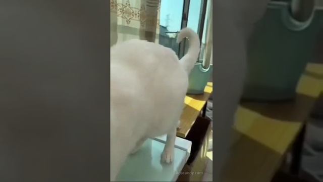 FunnyTimeNowShorts043