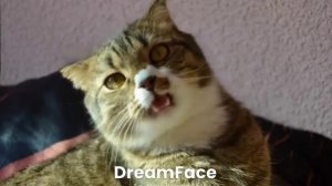 мой  кот поëт Сигма бой