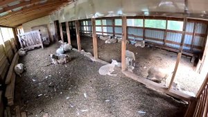 СТАДО УМЕНЬШАЕТСЯ ! ТАКОГО ПОДАРКА У МЕНЯ ЕЩЕ НЕ БЫЛО ! ХУТОР В ЛЕСУ №378