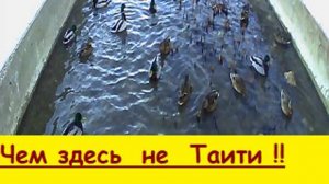 Таити ! Таити !  нам  и  в  Жигулёвске  как  на  Таити !!