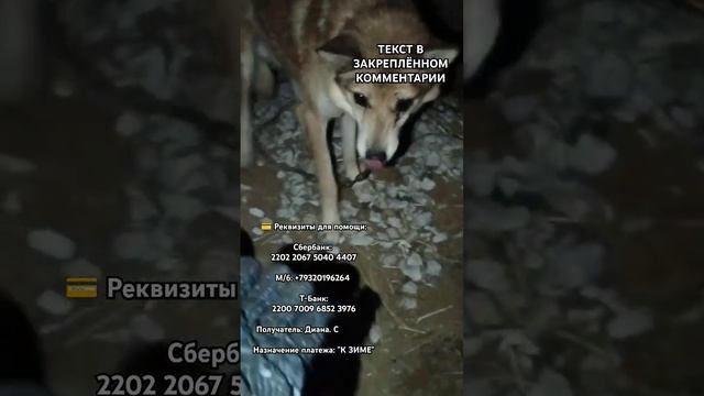#приютдляживотных #нужнапомощь #собаки #благотворительность #доброедело #добротаспасетмир