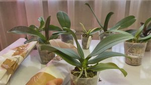 ИСПОЛНЕНИЕ ЖЕЛАНИЙ ОРХОМАНА!!!