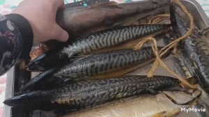 копчёная скумбрия 🐟