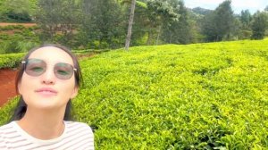 Чайная плантация Кения. Вот откуда очень вкусный Кенииский чай