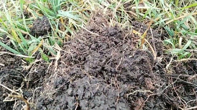 Серебро!!! Куча находок смотреть онлайн