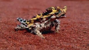 РОГАТАЯ ЯЩЕРИЦА МОЛОХ - колючий кровавый снайпер против муравьев