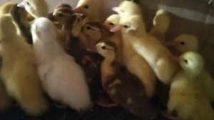 ПЕРЕПЕЛЯТА ,УТЯТА ,ЦЫПЛЯТА (Повышаем поголовья будем расширяться).mp4