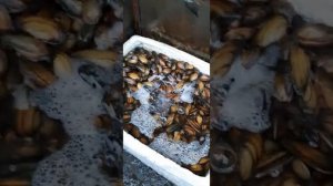 Вьетнамский рынок ТК Садовод