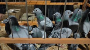 12.01.2025г Ярмарка ст. Бронницы ч. 1