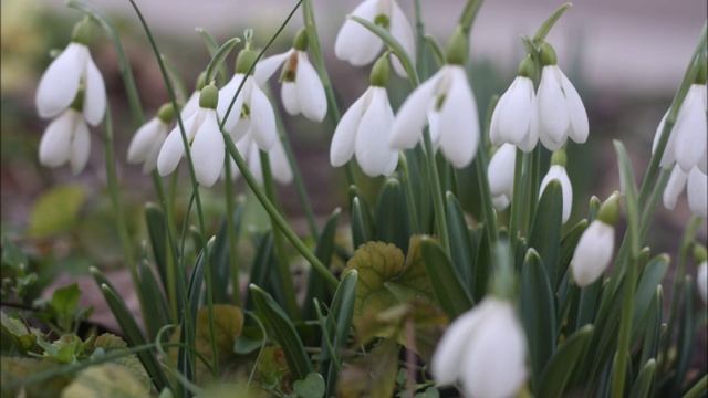 Подснежники смотреть онлайн
