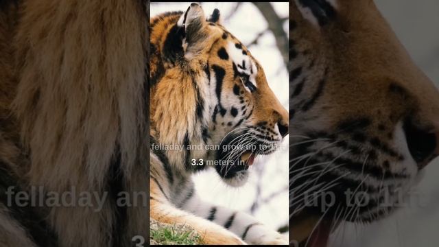 Things you need to know about Tiger / bigcat