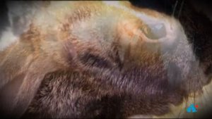 Болезни кроликов. Профилактика, симптомы, лечение.