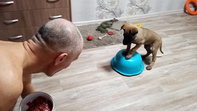 Малинуа Фокс