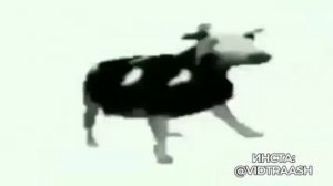 Карова танцует под плоскую музыку