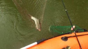 Рыбалка на Оби. Новообицево. июль 2024 год.