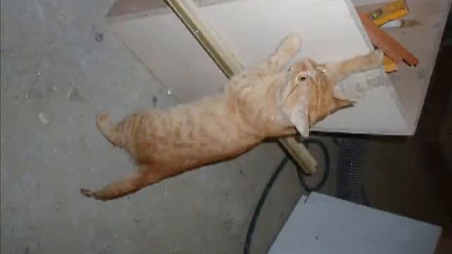 Кошачья жизнь