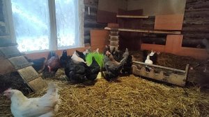 Очень  полезная и питательная добавка для куриц в зимний период.