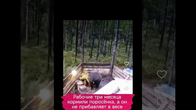 Рабочие три месяца кормили поросёнка, а он не толстел. Оказывается они кормили медвежат