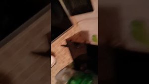 что будет если чай заварить молоком