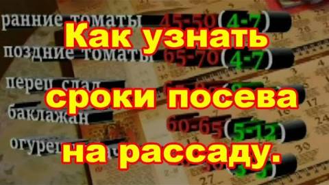 Точные сроки посева семян овощей на рассаду определяем методом обратного отсчета