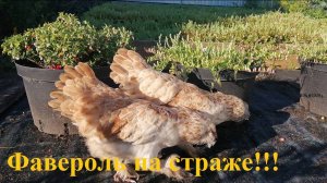 Уникальные помощники на клюквенной делянке!!!