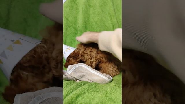 Такую фотомодель попробуй заставить позировать только заклинания на ультразвуке  #пудель #собака