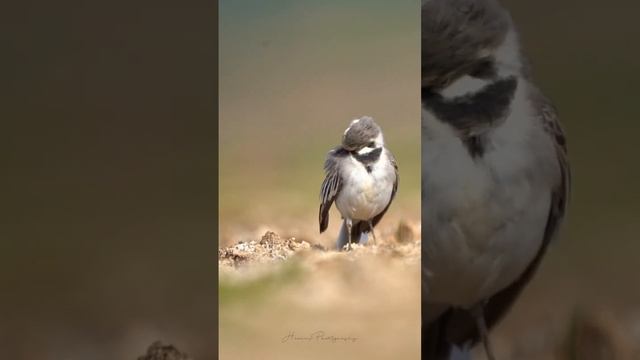 | White Wagtail | Preening |