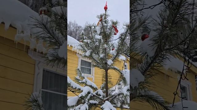 Где отдохнуть в Белокурихе с большой собакой? Семейный отдых в Усадьбе Жар-птица, Белокуриха.