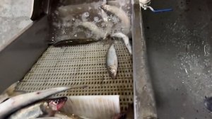 Заготовка корюшки