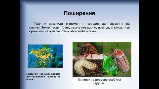 Біологія. Тварина живий організм. Різноманітність. Методи вивчення тварин. Поширення. Зоологія