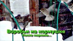 Воробьи на кормушке После морозов...