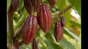 Артериальное давление, Какао