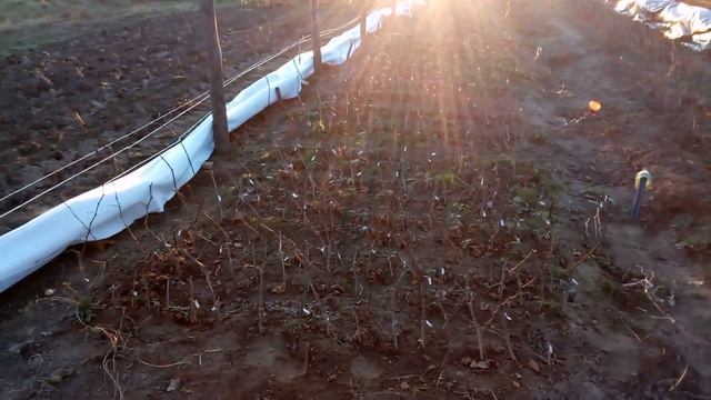 Укриття винограду на півночі Житомирськоі області 2