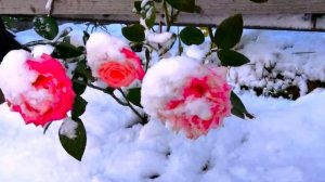 Хабаровская осень