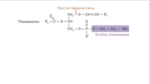 Липиды: классификация и основные функции смотреть онлайн