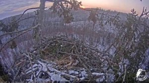 White tailed eagle webcam 1 in Latvia 20181219 0916