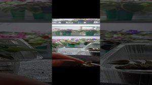 Мини, полумини.
Переукоренение фиалочек