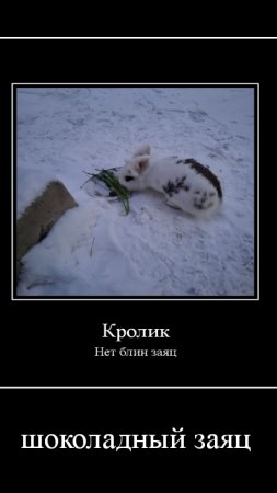 жиза?