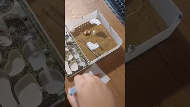 Кормление муровьев жнецов