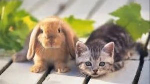 Красивая презентация про котят :3