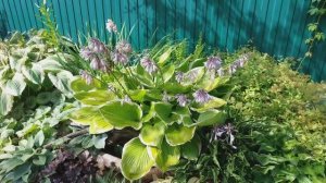 Хосты в жарком Подмосковье. Предложение из 30 сортов. Обзор на 23 августа.