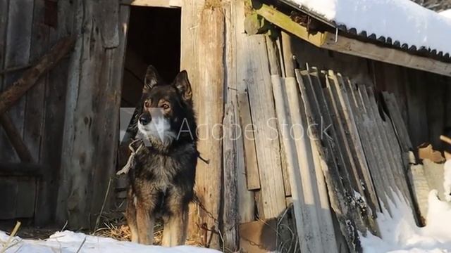 НЕ ДАЙ ЗАМЁРЗНУТЬ! | Помощь собакам Якутии!