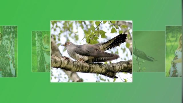 Ромашки, ромашки, ромашки цветы . смотреть онлайн