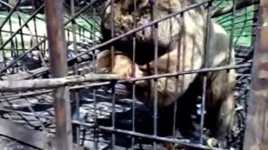 МЕДВЕДЬ ПЬЕТ !!! БУХАЕТ!!! КАЙФУЕТ!!!