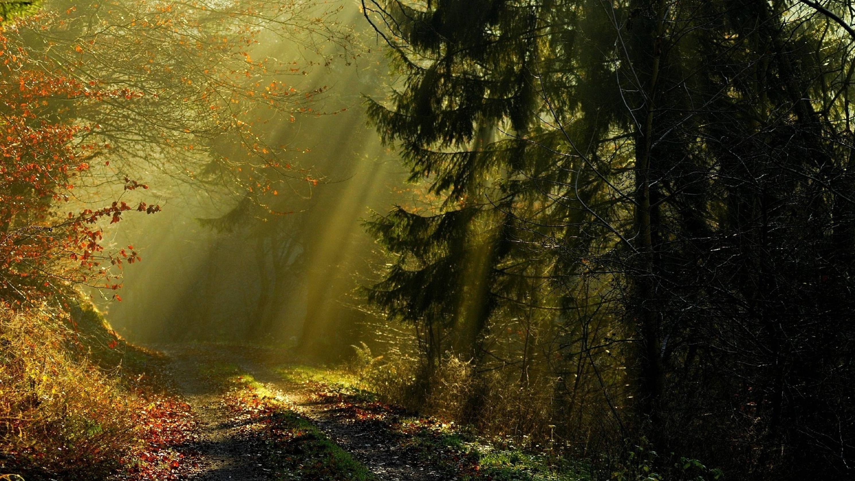 А лес стоит загадочный смотреть онлайн