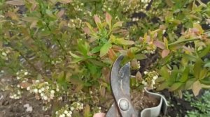 Цветение голубики. Зелёные операции на голубике.