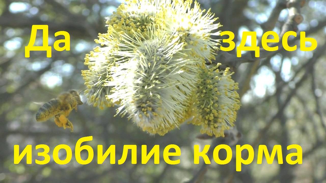 Как пчелы добывают и готовят себе корм