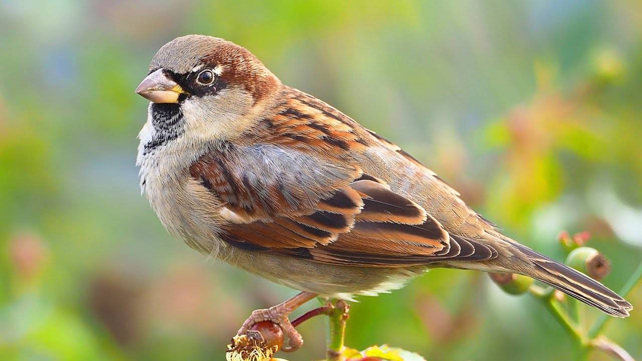 Воробьи живут с нами уже 10000 лет! Самые интересные факты про воробья смотреть онлайн