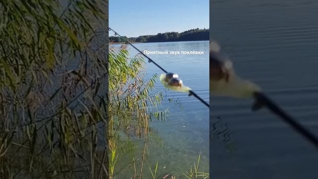 Приятный звук поклёвки на фидер. смотреть онлайн
