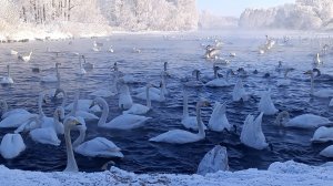 2025 АЛТАЙСКИЙ КРАЙ Озеро Лебединое